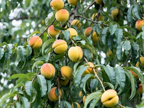 Red apples ripening on a dwarf apple tree branch