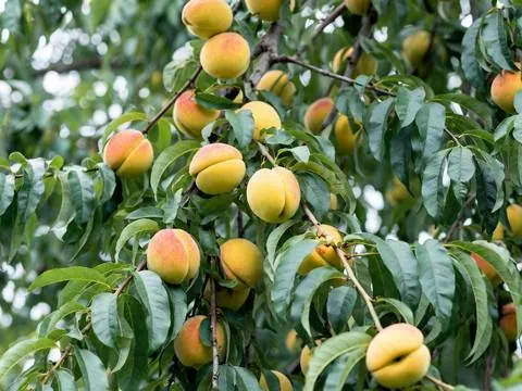 Red apples ripening on a dwarf apple tree branch