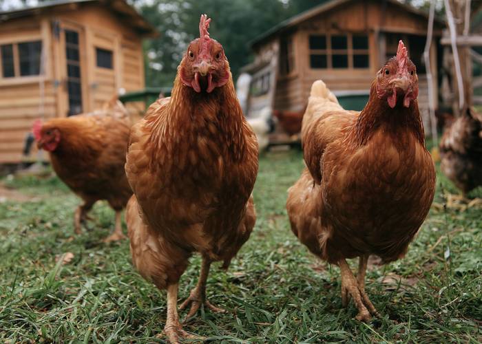 Backyard laying hens in a grassy yard with wooden coops in the background, no rooster