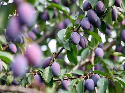 Ripe red cherries clustered on a dwarf cherry tree branch