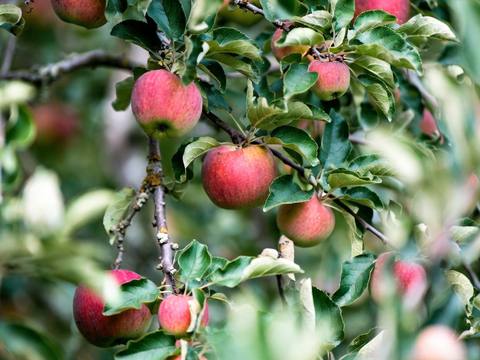 Ripe peaches hanging on a dwarf peach tree branch