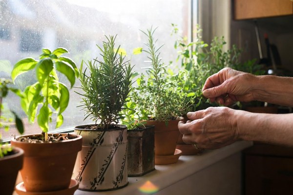 Potted herbs growing on a sunny kitchen windowsill