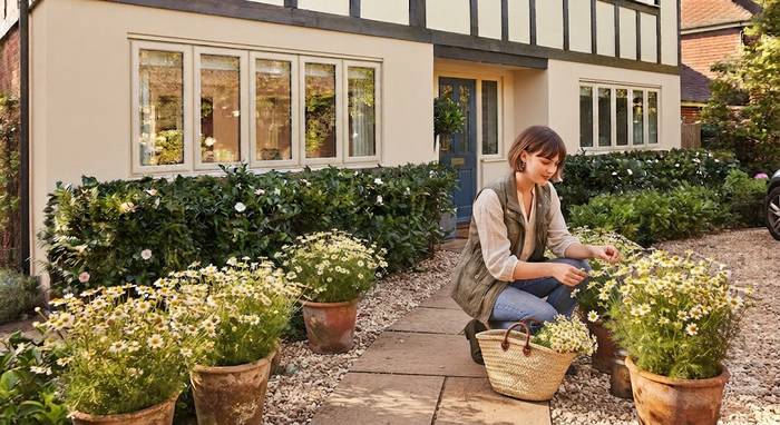 Woman harvesting chamomile flowers from terracotta pots along a front walkway