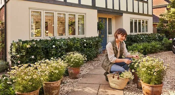 Woman harvesting chamomile flowers from terracotta pots along a front walkway