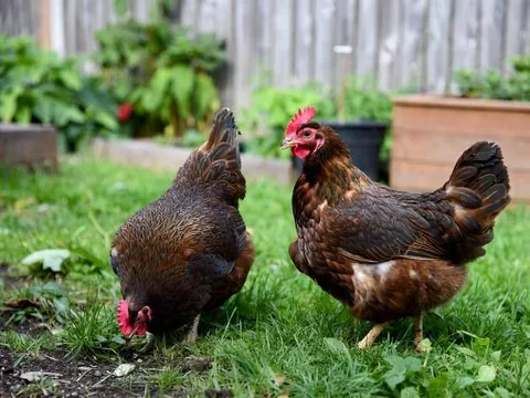 Two brown backyard hens foraging in a grassy yard beside a raised garden bed