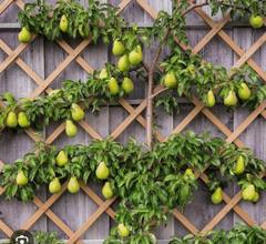 Mature espaliered pear tree on a trellis, branches heavily loaded with ripe pears