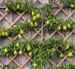 Mature espaliered pear tree on a trellis, branches heavily loaded with ripe pears