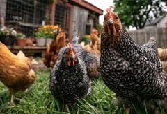 Close-up of barred rock hens looking directly at the camera in a backyard, coop and flowers in the background