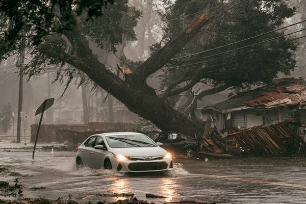 Flooded residential street during hurricane landfall with fallen oak tree arching over road, downed power lines, and car navigating deep water — Spanish moss neighborhood typical of Florida and Gulf Coast