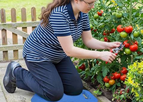 Thick foam garden kneeling pad cushioning a senior gardener's knees while harvesting tomatoes