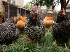 Mixed flock of hens free-ranging in a backyard with a coop built into the side of the house