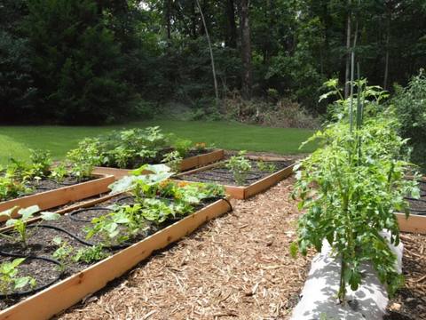 Cedar raised garden beds with drip irrigation lines, mulched paths between rows