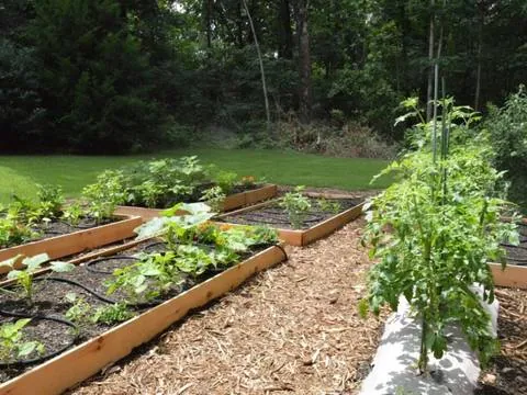 Cedar raised garden beds with drip irrigation lines, mulched paths between rows
