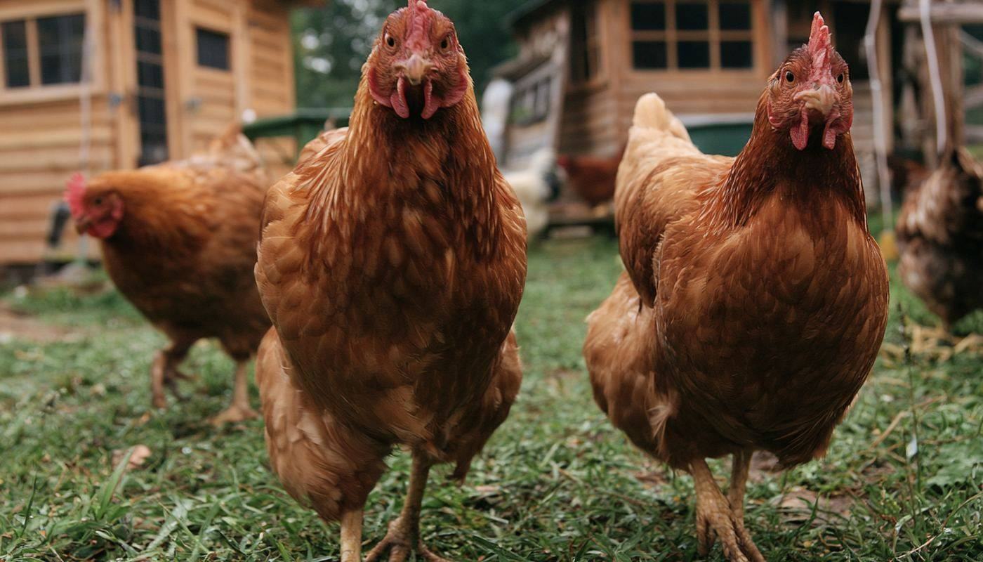 Two backyard laying hens standing alert in a grassy yard with wooden coops in the background