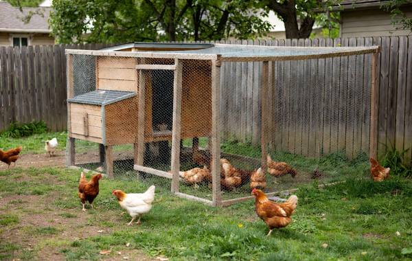 Backyard chicken coop with an enclosed wire run, hens free-ranging in the yard around it