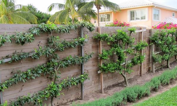 Espaliered fruit trees trained flat against a wooden fence, branches growing horizontally along wires with almost no depth into the yard