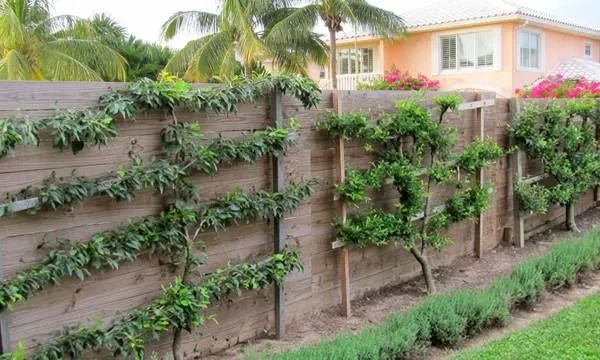 Espaliered fruit trees trained flat against a wooden fence, branches growing horizontally along wires with almost no depth into the yard