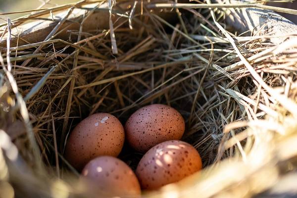 Four fresh brown speckled eggs gathered in a straw-lined nesting box