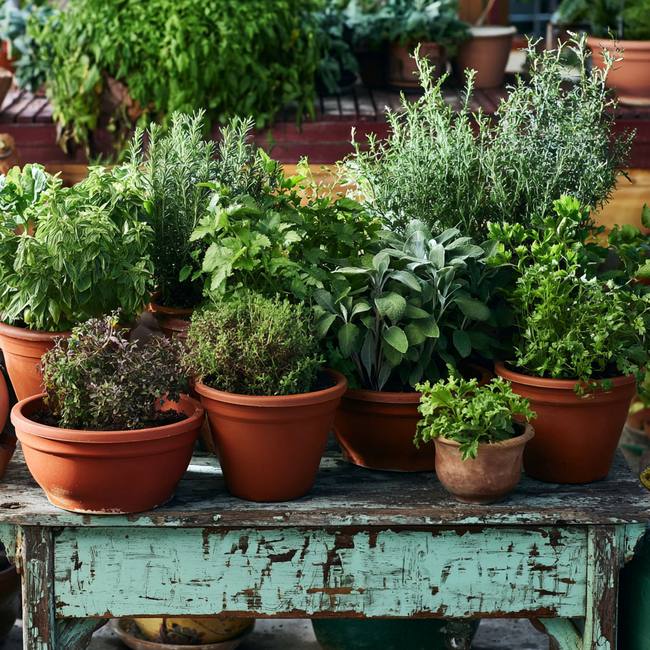 Terracotta pots with rosemary, sage, thyme, and parsley on a weathered bench — classic perennial herb varieties