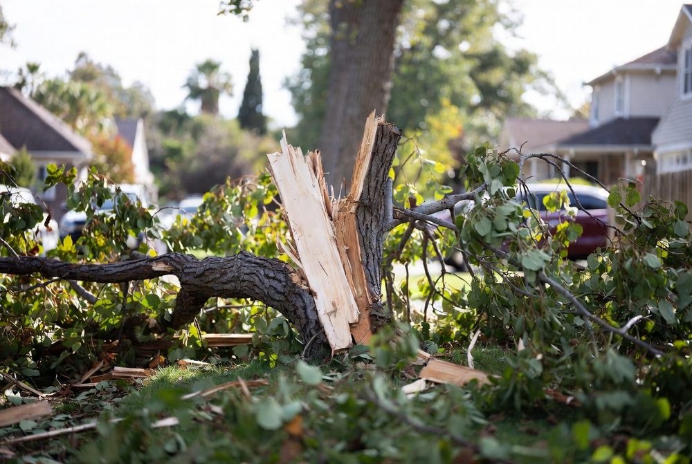 A large tree snapped off a few feet above the ground with raw pale splintered wood exposed, its still-green summer crown lying across a suburban front lawn