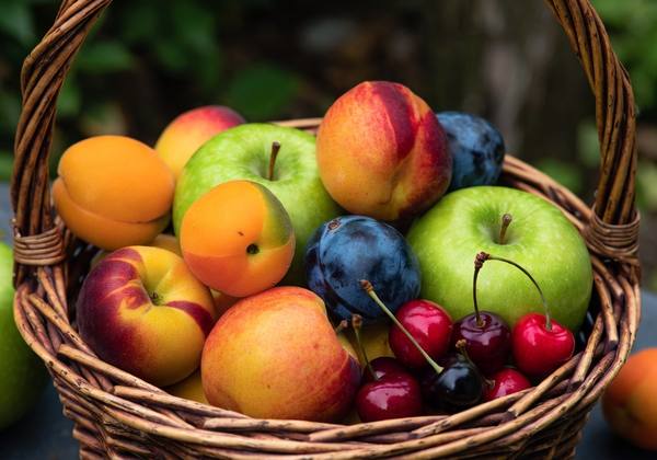 Basket of fresh-picked apricots, apples, peaches, plums, and cherries from a home orchard