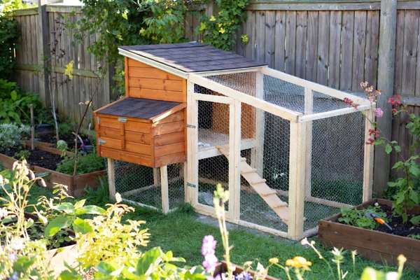 A backyard chicken coop with an attached wire run set among raised garden beds